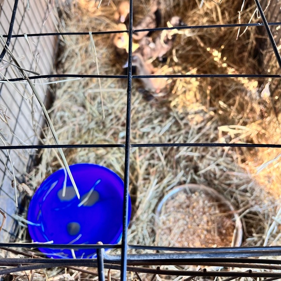 LISTING FOR CHATTING - Picture 5 of 11